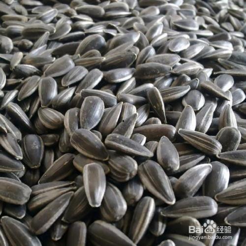 瓜子吃瓜头,揭秘瓜子的独特魅力与食用技巧